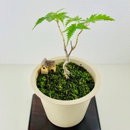 グリーンポット