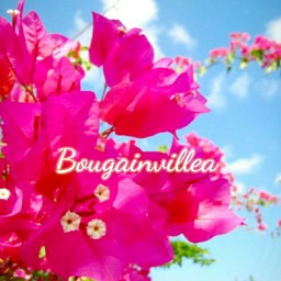 Bougainvillea