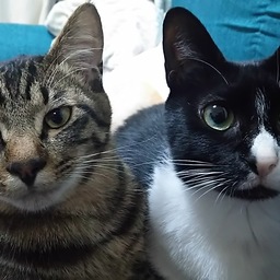 ねこたま