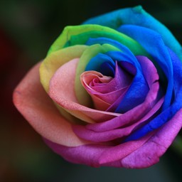 Happiness Flower