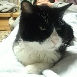 猫の家
