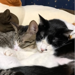 はんどめいど ざっか はちわれにゃんこ