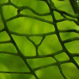 vein_leaf