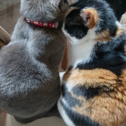 まぁちゃま