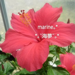 *｡~海夢~｡*