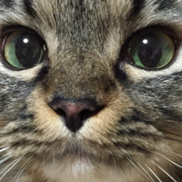 catsxholic 