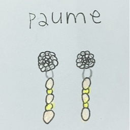 paume 