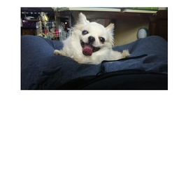 チャチャ