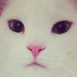 しろねこ