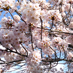 🌸 雪月花 🌸