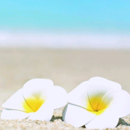 Plumeria