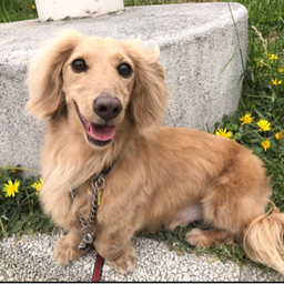 tsunekicidog