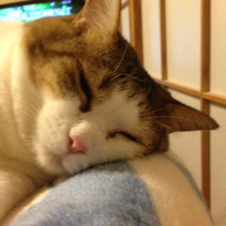himawarineko