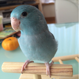 popster