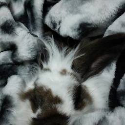 さの