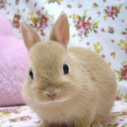 lapin-lapin