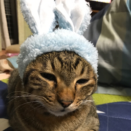 ゆめぽん
