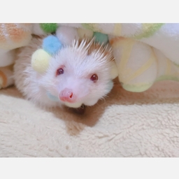 AZU mama