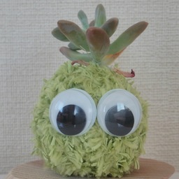 ほしこ