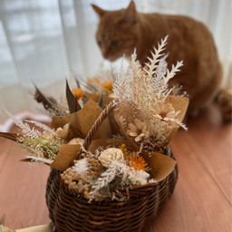 Re.ねこの庭
