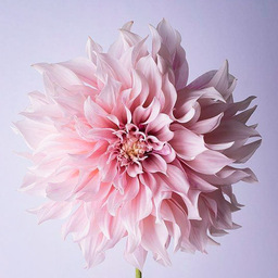 FLOWER's