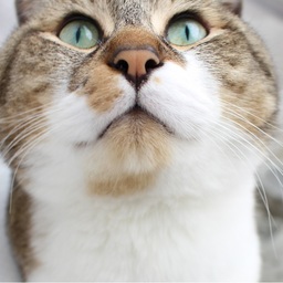 manmaru-cat