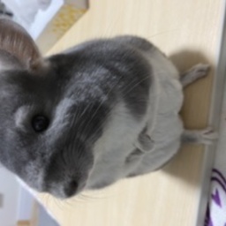 チラチラクラブ