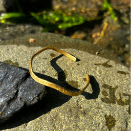 cliphand