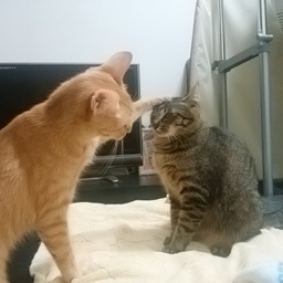 ブチャ