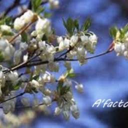 afactory