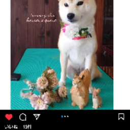 ぽん
