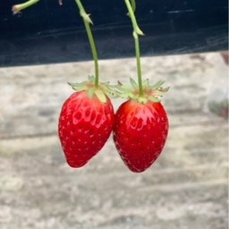 こんこん
