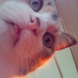 仁