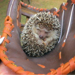 ハリネズミのぺろ