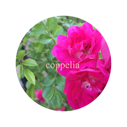 coppelia