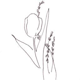 Tulpe