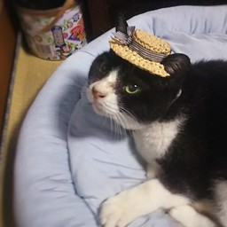 ちいさないちにち