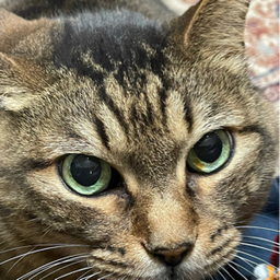 ミーヤキャット