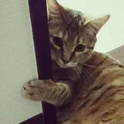 ゆづぽんづ