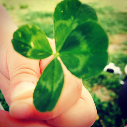 happy  clover