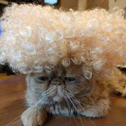 メグヒトミ