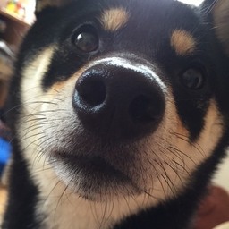 ちゃんぴー