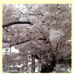 cherry