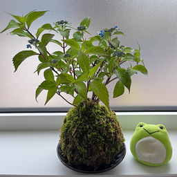 green shop amegamori