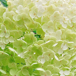 fleuri