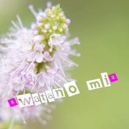 watano-mi