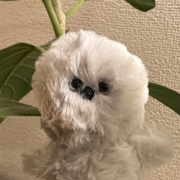 fluffy life world 