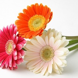 flower-ps