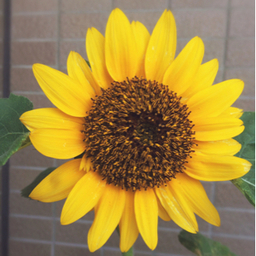 sun6/ha
