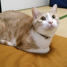 ジュジュ屋